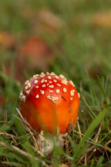 Fliegenpilz, Pilz, Glück