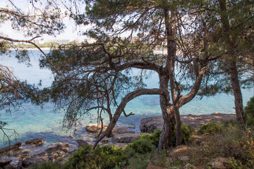 Fototapeta na wymiar coniferous tree by the sea