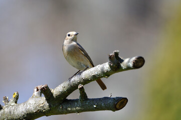 neugieriger Hausrotschwanz - curious black redstart