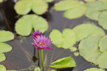 pink water lotus