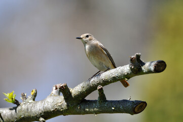 neugieriger Hausrotschwanz - curious black redstart
