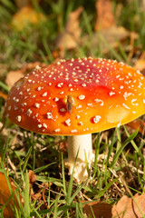 Fliegenpilz, Pilz, Glück