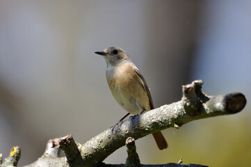 neugieriger Hausrotschwanz - curious black redstart