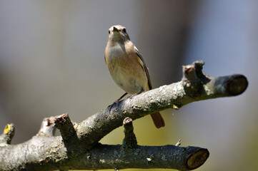 neugieriger Hausrotschwanz - curious black redstart