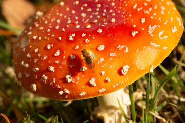 Fliegenpilz, Pilz, Glück