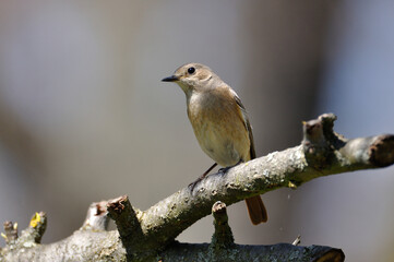 neugieriger Hausrotschwanz - curious black redstart