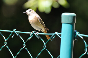 neugieriger Hausrotschwanz - curious black redstart