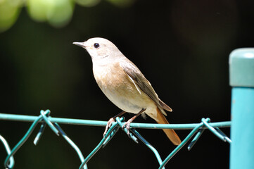neugieriger Hausrotschwanz - curious black redstart