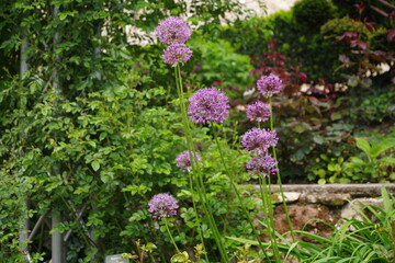 Allium