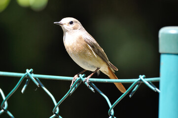 neugieriger Hausrotschwanz - curious black redstart