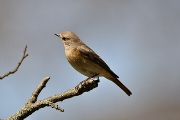 neugieriger Hausrotschwanz - curious black redstart