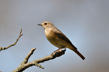 neugieriger Hausrotschwanz - curious black redstart