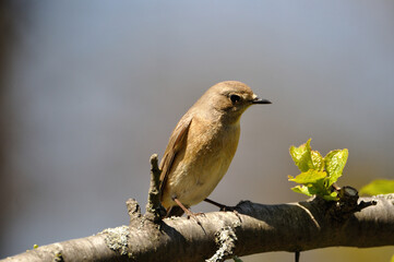 neugieriger Hausrotschwanz - curious black redstart