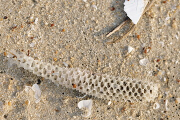 close up of a coral