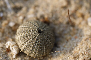 shell on the sand