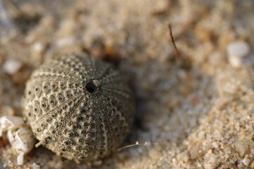 shell on the sand