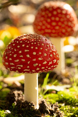 Fliegenpilz, Pilz, Glück, Gift