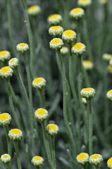 Obraz premium santoline