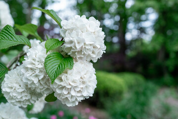 Large perennial bush Anabelle hydrangea arborescens with group of fragrant white flower cluster shaped like snowballs and healthy green leaves on a bush or shrub that grows wide and tall