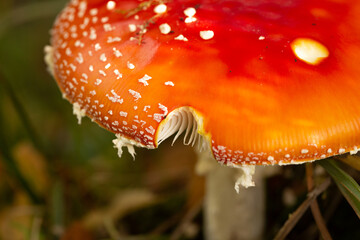 Fliegenpilz, Pilz, Gl&uuml;ck, Gift