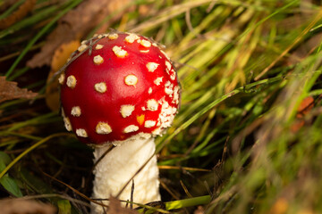 Fliegenpilz, Pilz, Glück, Gift