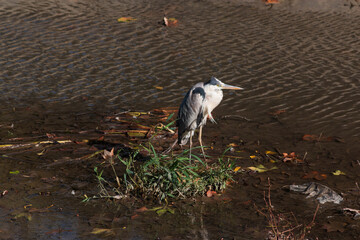 the heron walks in the water