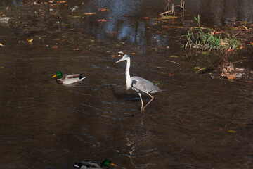 the heron walks in the water