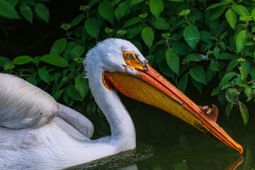 portrait of a pelican
