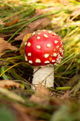 Fliegenpilz, Pilz, Glück, Gift