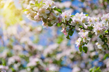 beautiful petals of a blooming apple tree on the background of spring nature