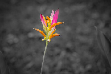 Obraz premium pink and yellow flower in the garden