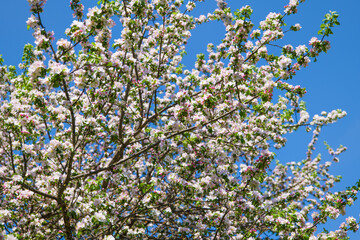 beautiful petals of a blooming apple tree on the background of spring nature