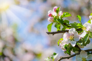 beautiful petals of a blooming apple tree on the background of spring nature