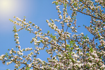beautiful petals of a blooming apple tree on the background of spring nature