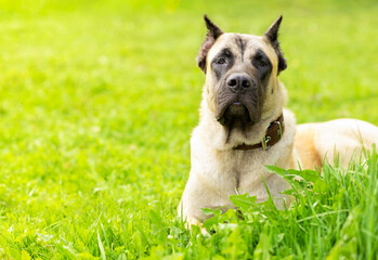 young mastiff, cane corso fawn beige color on green grass in sunny day. security, protection of territory. pet adoption. training animal, command execution, agility, obedience. dog waiting owner. - Powered by Adobe