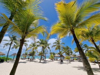 Palm Beach Aruba Caribbean, white long sandy beach with palm trees at Aruba Antilles