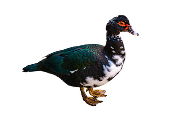 Muscovy duck