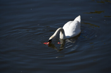 A swan feeding and swimming in a canal.