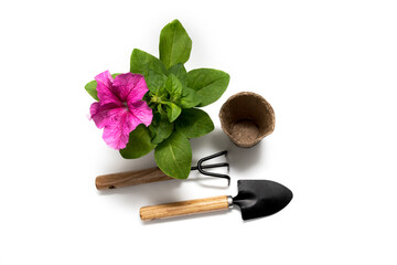 Fototapeta na wymiar Gardenin. Garden tools for planting petunia flowers, rake and shovel and flowers, isolate on a white background. Plant care equipment, Take care of garden. Agriculture, farming, gardening concept