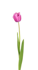 Tulip flower on a long stem with leaves, isolated on white background. Beautiful spring flowers. © vandycandy