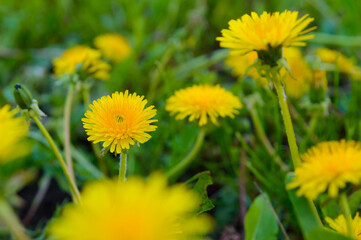 dandelion in the form of a flower means that warm spring has come