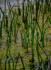 Grass in standing water 
