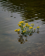 Yellow flowers reflected in patterned water