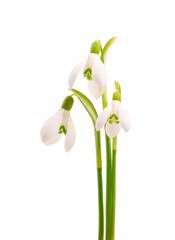 Snowdrop flowers isolated on white background. Beautiful spring flowers.