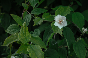 white and yellow flowers