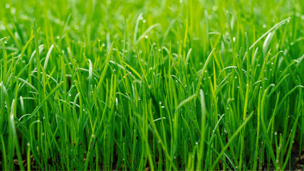 Rasen anlegen, Rasen säen, wachsender Rasen