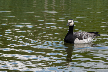 Fototapeta premium Barnacle goose, branta leucopsis