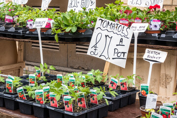 Tomatoes plant sapling for sale