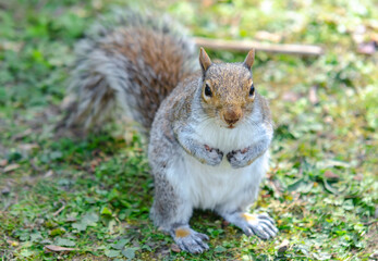 Cute grey and white squirrel waiting to be feed in Stockwood Park, England.
