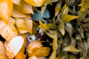 Fototapety na wymiar - Fototapeta24.pl